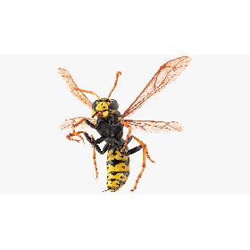 3D Wasp Attack Pose Fur